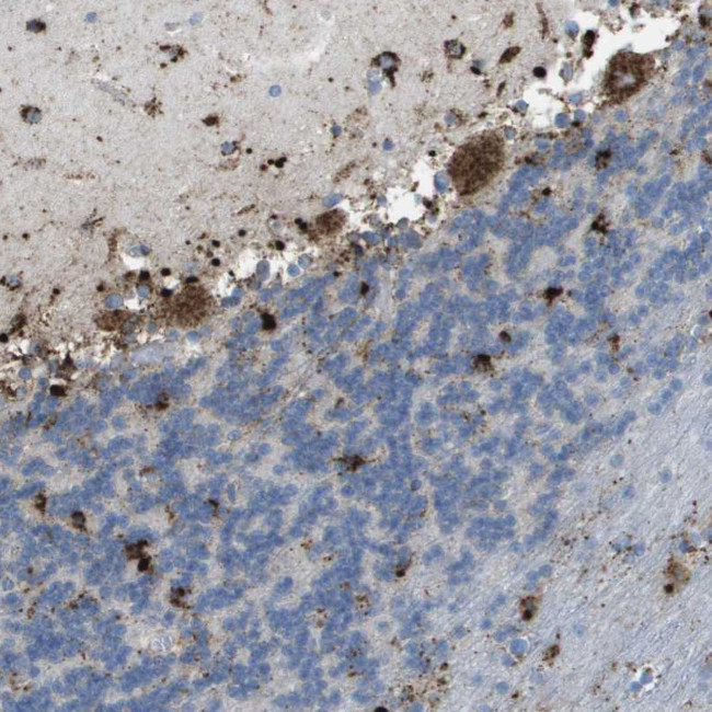 PRCP Antibody in Immunohistochemistry (Paraffin) (IHC (P))