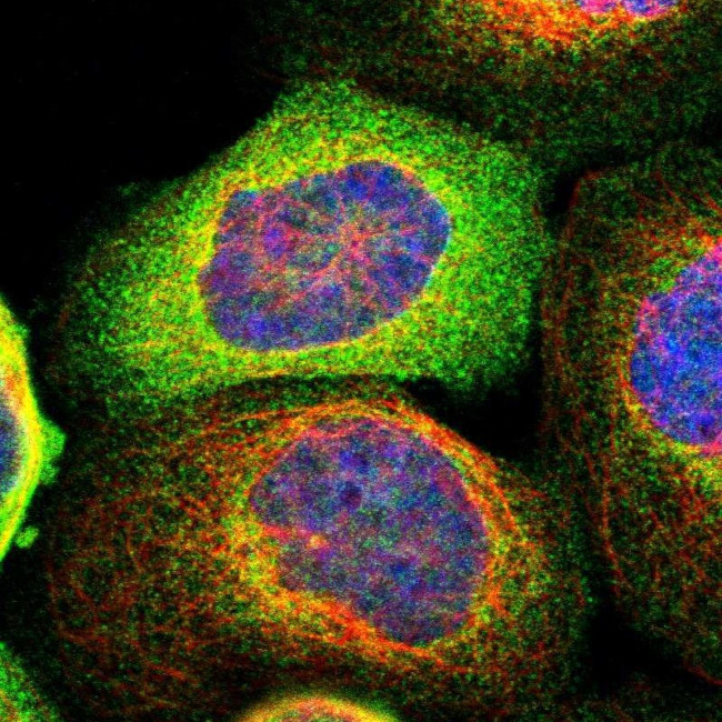 STRN Antibody in Immunocytochemistry (ICC/IF)