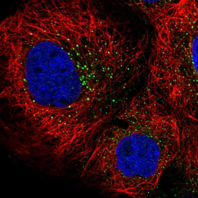 RFFL Antibody in Immunocytochemistry (ICC/IF)