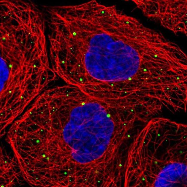 LSM14A Antibody in Immunocytochemistry (ICC/IF)