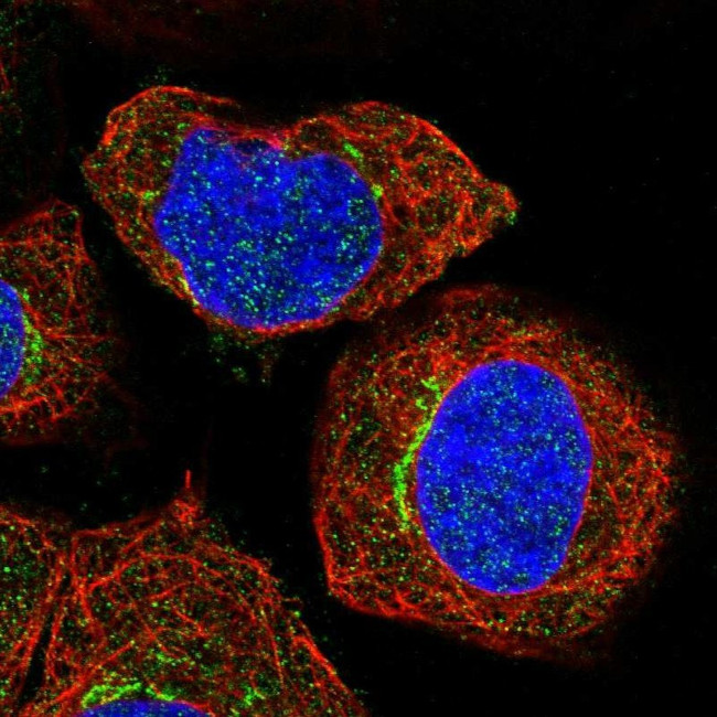 SLC30A7 Antibody in Immunocytochemistry (ICC/IF)