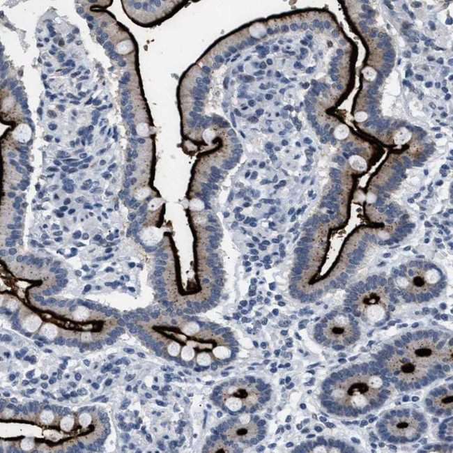 KV3.3 (KCNC3) Antibody in Immunohistochemistry (Paraffin) (IHC (P))