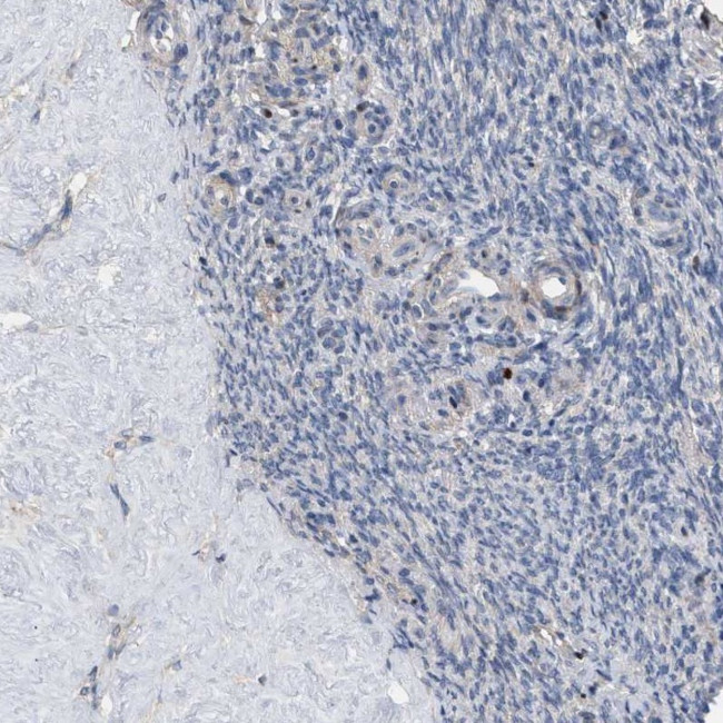 HTR1A Antibody in Immunohistochemistry (Paraffin) (IHC (P))