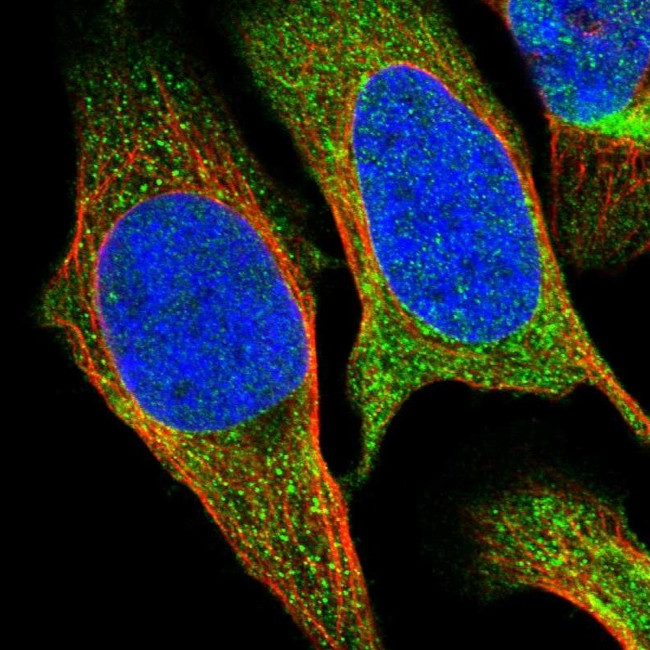 SESN2 Antibody in Immunocytochemistry (ICC/IF)