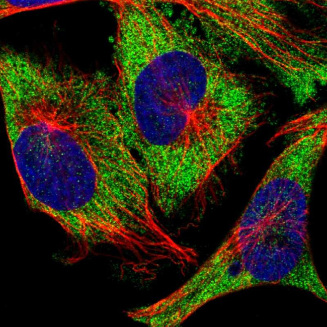 Ataxin 2 Antibody in Immunocytochemistry (ICC/IF)