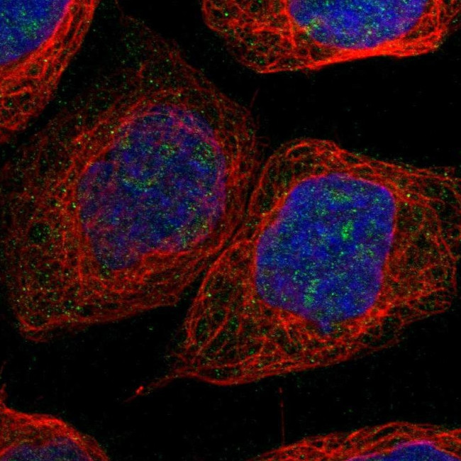 NLE1 Antibody in Immunocytochemistry (ICC/IF)