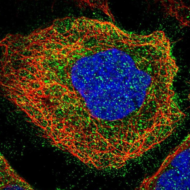 SLC43A1 Antibody in Immunocytochemistry (ICC/IF)