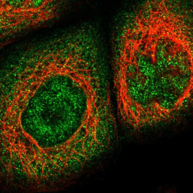 KPNA6 Antibody in Immunocytochemistry (ICC/IF)