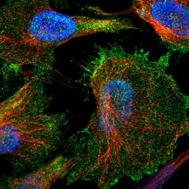 UTRN Antibody in Immunocytochemistry (ICC/IF)