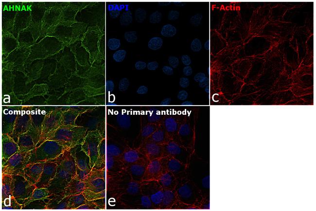 AHNAK Antibody in Immunocytochemistry (ICC/IF)