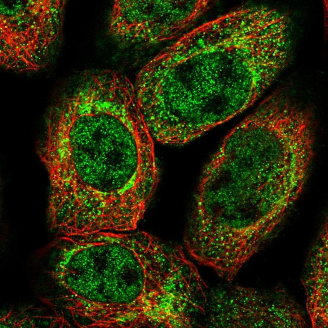 XK Antibody in Immunocytochemistry (ICC/IF)