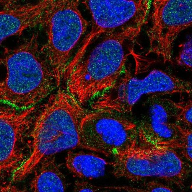 COBL Antibody in Immunocytochemistry (ICC/IF)