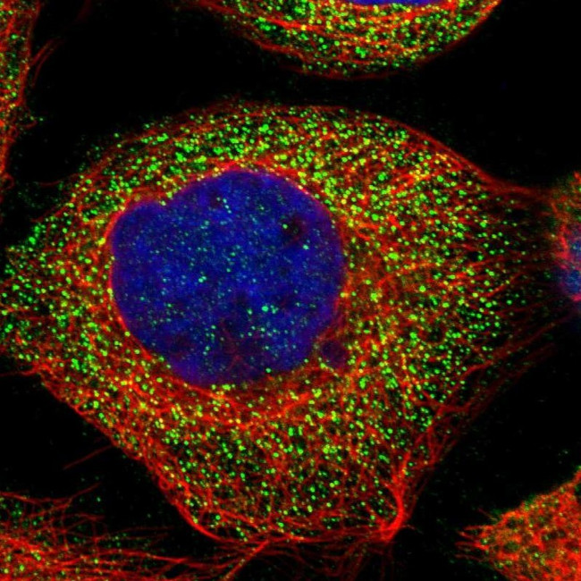 DOLPP1 Antibody in Immunocytochemistry (ICC/IF)