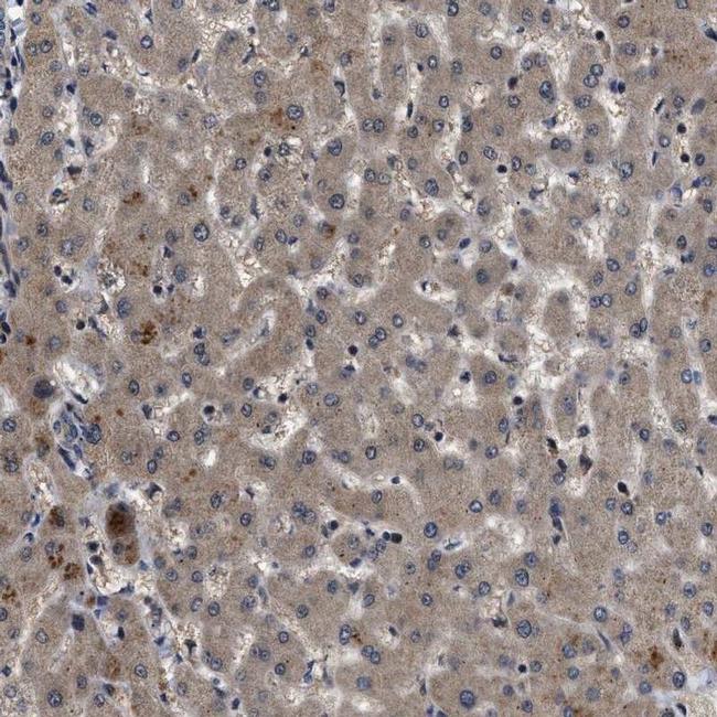 PPWD1 Antibody in Immunohistochemistry (IHC)