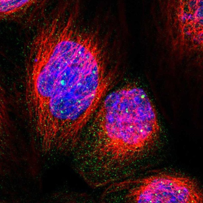 PPWD1 Antibody in Immunocytochemistry (ICC/IF)