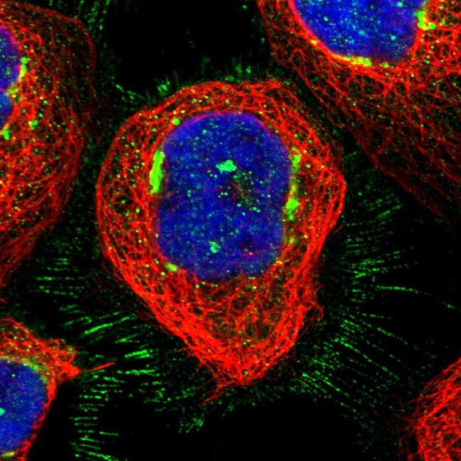 GCC1 Antibody in Immunocytochemistry (ICC/IF)