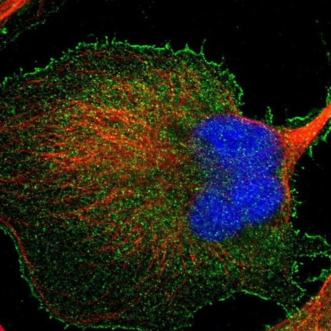 BAIAP2L1 Antibody in Immunocytochemistry (ICC/IF)