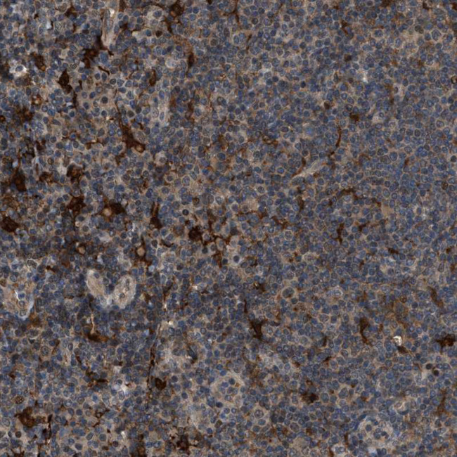 RFFL Antibody in Immunohistochemistry (Paraffin) (IHC (P))