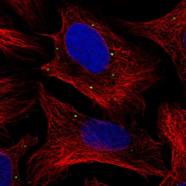 NUDT5 Antibody in Immunocytochemistry (ICC/IF)