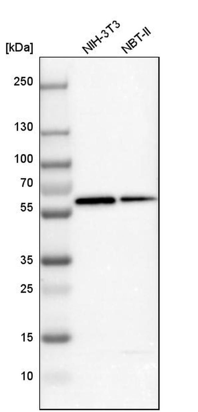 GC Antibody in Western Blot (WB)