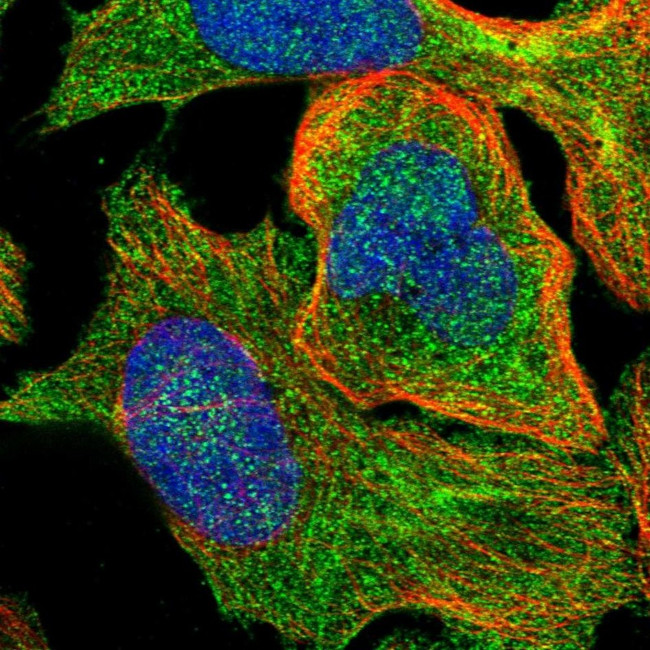 SSH3 Antibody in Immunocytochemistry (ICC/IF)