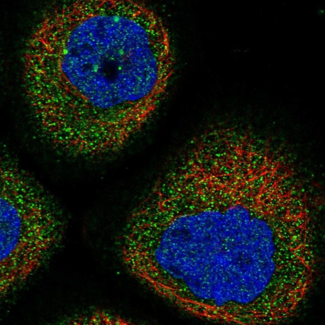 DNAJC24 Antibody in Immunocytochemistry (ICC/IF)