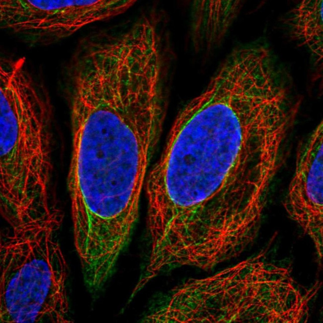 TRIM29 Antibody in Immunocytochemistry (ICC/IF)