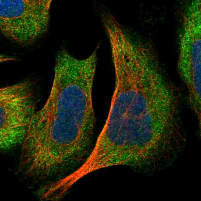 DNAJC2 Antibody in Immunocytochemistry (ICC/IF)