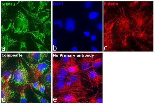 SHMT2 Antibody in Immunocytochemistry (ICC/IF)