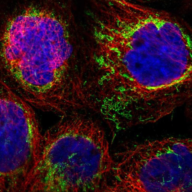 SHMT2 Antibody in Immunocytochemistry (ICC/IF)