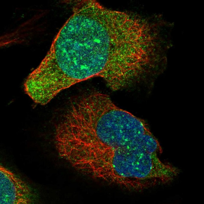 MIS18A Antibody in Immunocytochemistry (ICC/IF)