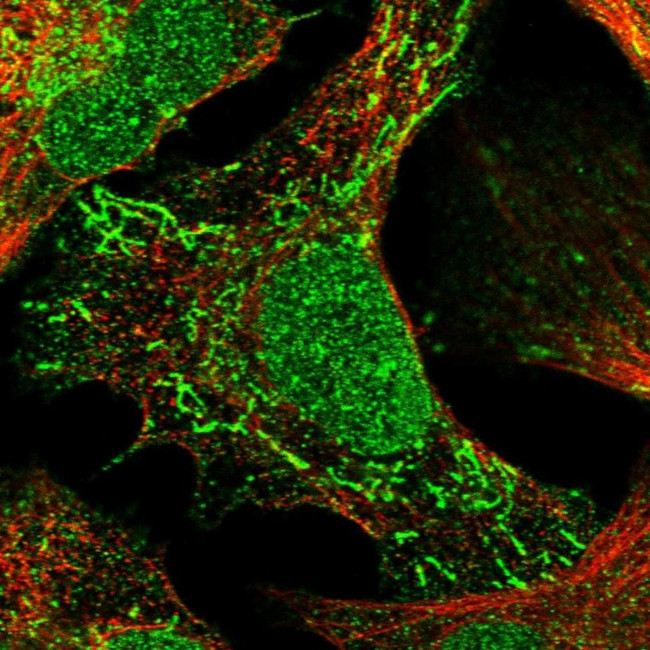 TNRC18 Antibody in Immunocytochemistry (ICC/IF)