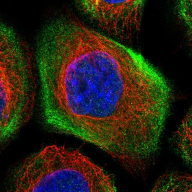 LMO7 Antibody in Immunocytochemistry (ICC/IF)