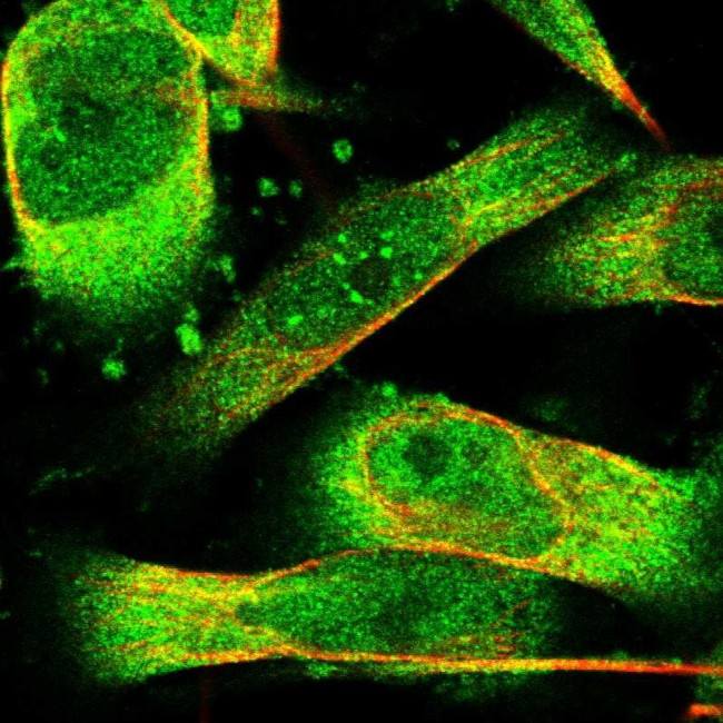 PHPT1 Antibody in Immunocytochemistry (ICC/IF)