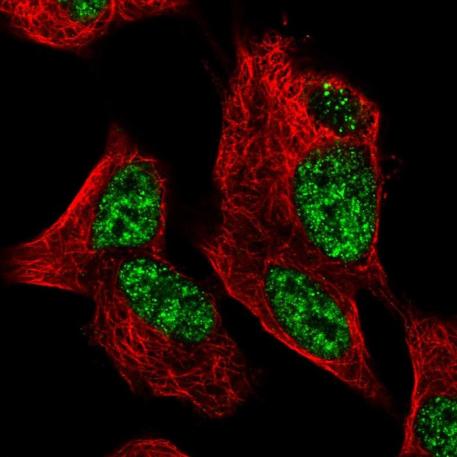 ZNF233 Antibody in Immunocytochemistry (ICC/IF)