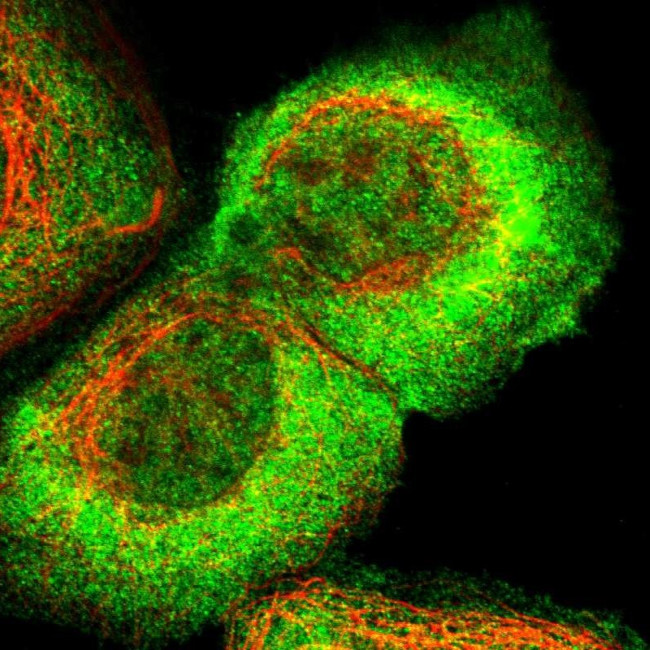 GEF5 Antibody in Immunocytochemistry (ICC/IF)