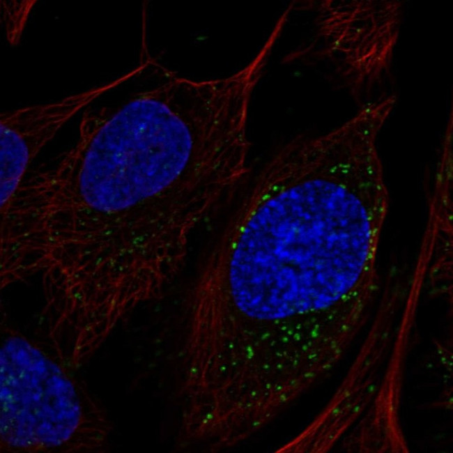 LAMTOR4 Antibody in Immunocytochemistry (ICC/IF)