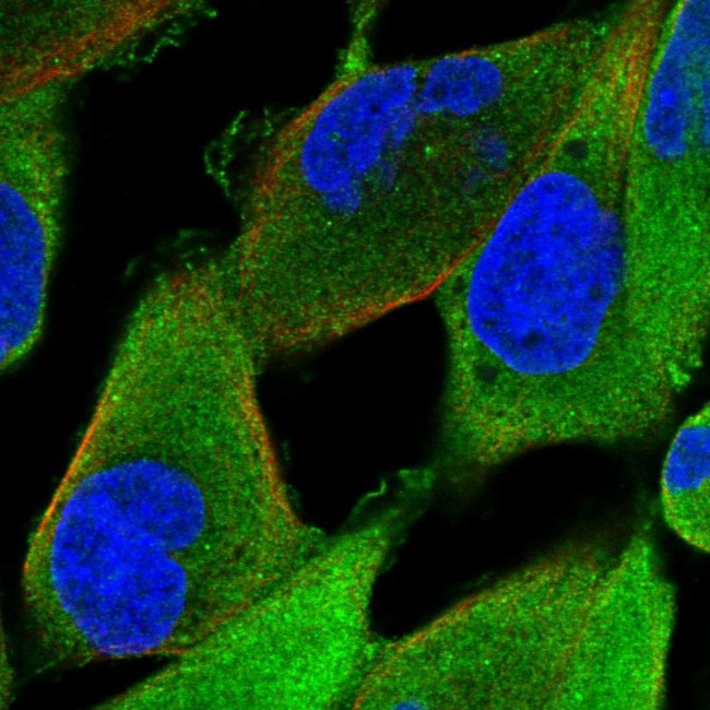 KLHL41 Antibody in Immunocytochemistry (ICC/IF)