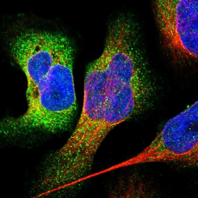 CCBL1 Antibody in Immunocytochemistry (ICC/IF)