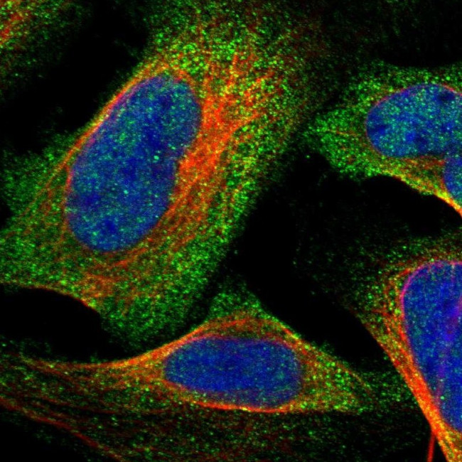 CCBL1 Antibody in Immunocytochemistry (ICC/IF)