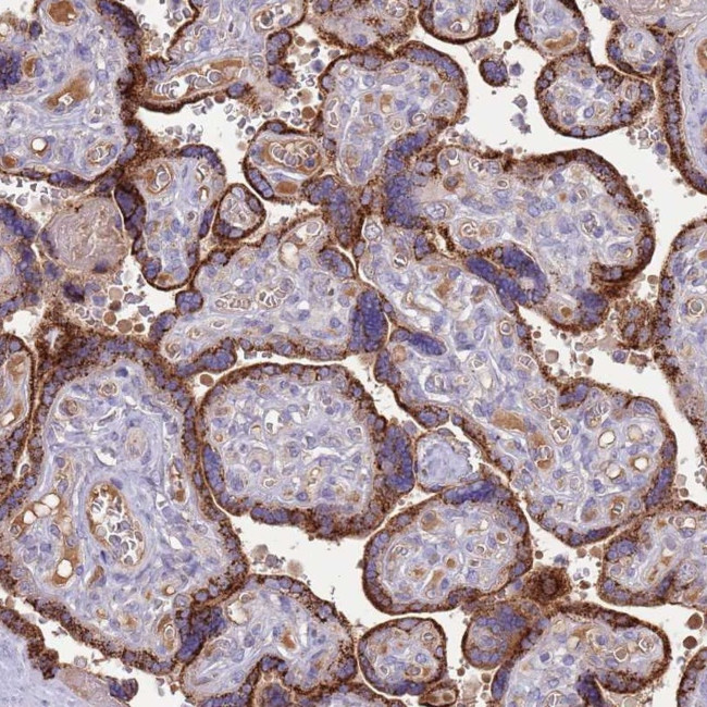 C9orf156 Antibody in Immunohistochemistry (Paraffin) (IHC (P))