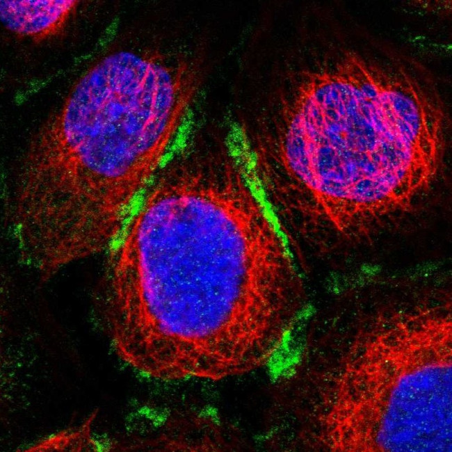 ELMO3 Antibody in Immunocytochemistry (ICC/IF)