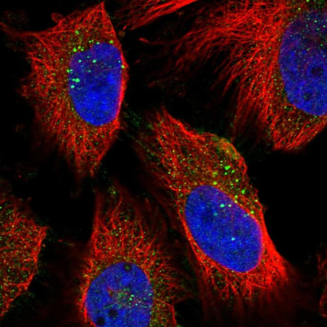 NEU1 Antibody in Immunocytochemistry (ICC/IF)