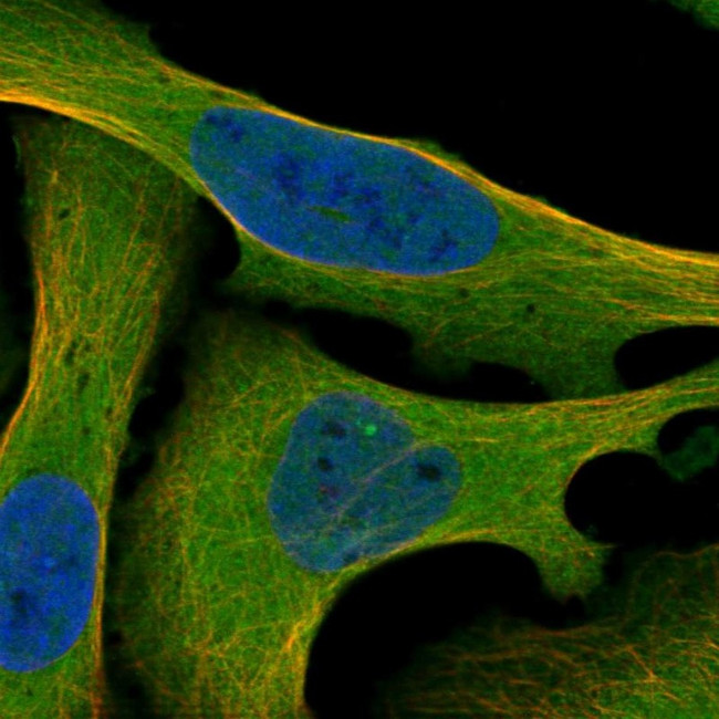 MEKK2 Antibody in Immunocytochemistry (ICC/IF)