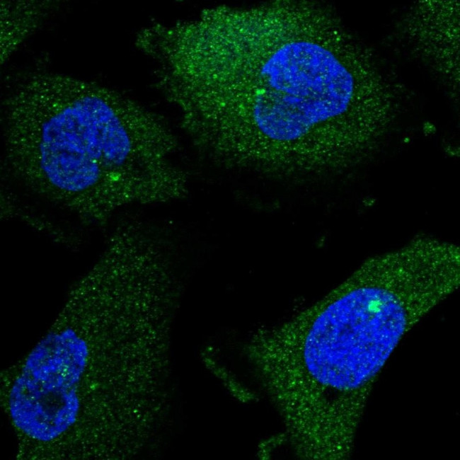 ENASE Antibody in Immunocytochemistry (ICC/IF)