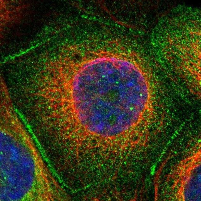 53BP2 Antibody in Immunocytochemistry (ICC/IF)