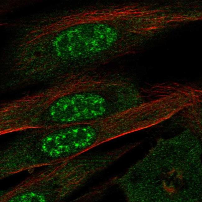 EFCAB13 Antibody in Immunocytochemistry (ICC/IF)