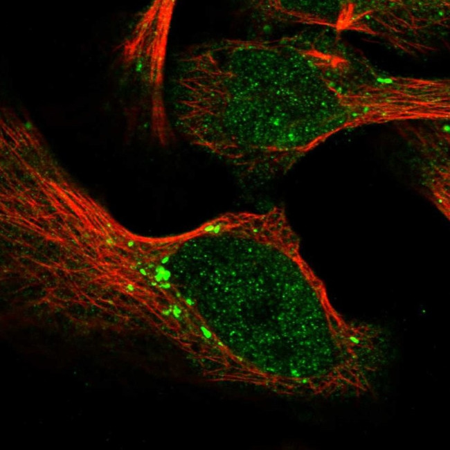 Parg Antibody in Immunocytochemistry (ICC/IF)