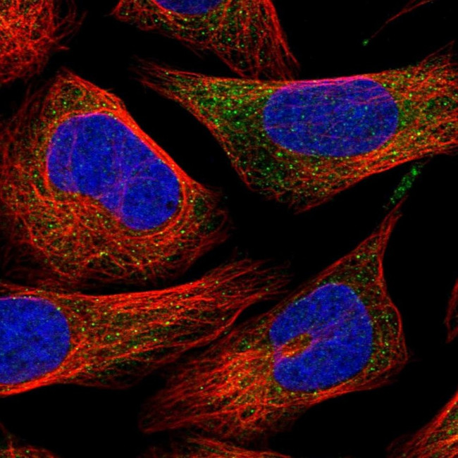 ITPA Antibody in Immunocytochemistry (ICC/IF)