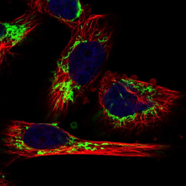 MRPL12 Antibody in Immunocytochemistry (ICC/IF)